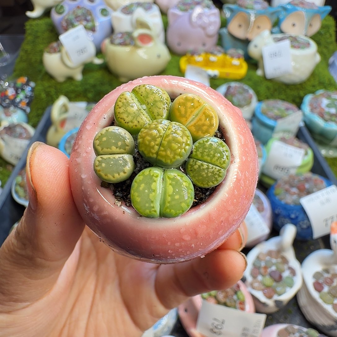 多肉植物福利冲794