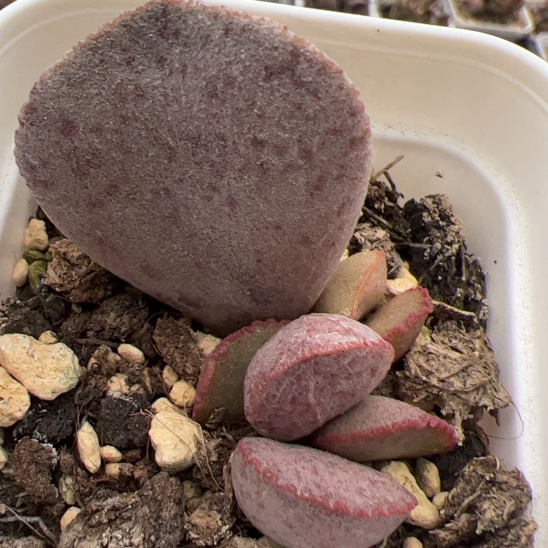 实生低叶苗多肉植物水泡多肉植物