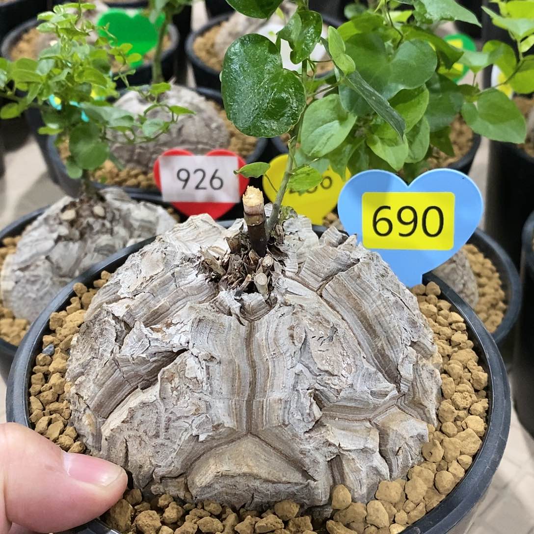 南非龟甲龙龟甲龙