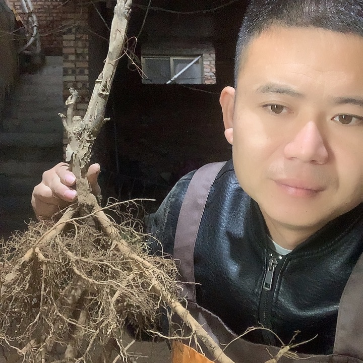 ****e当前无花栽培后可以开花