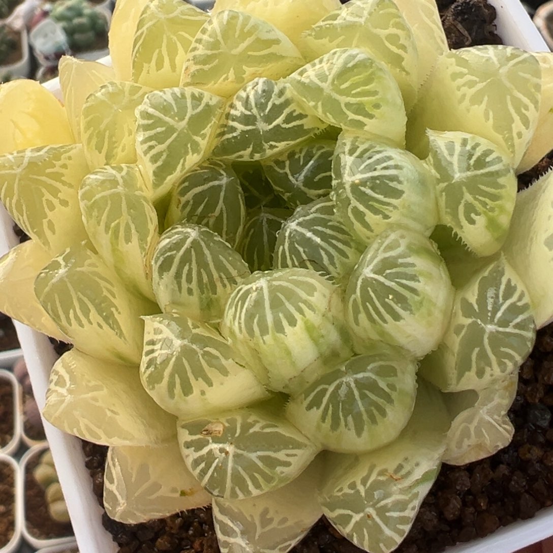 锦多肉带盆植物577