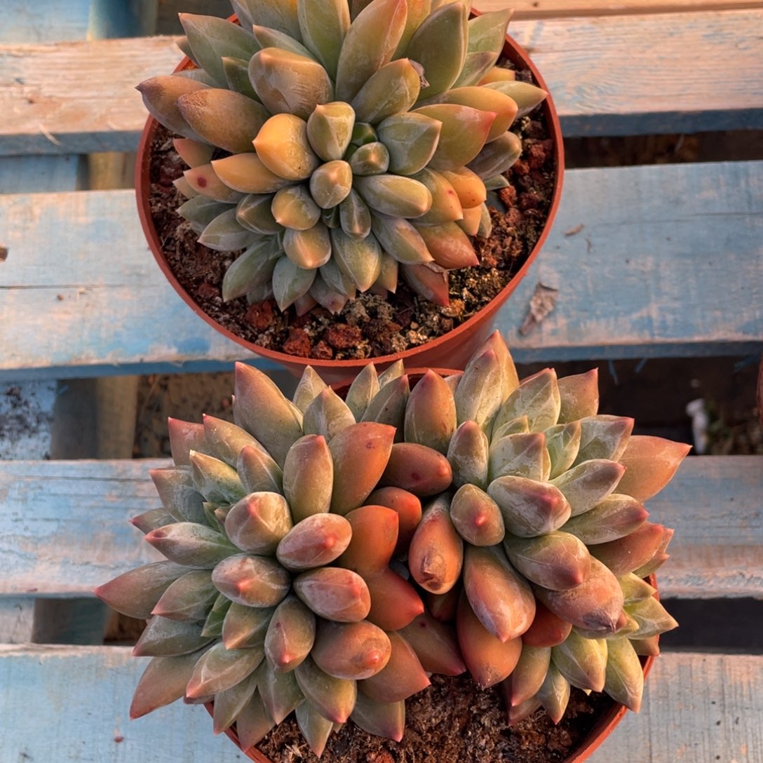 弥鹿之森一物一拍