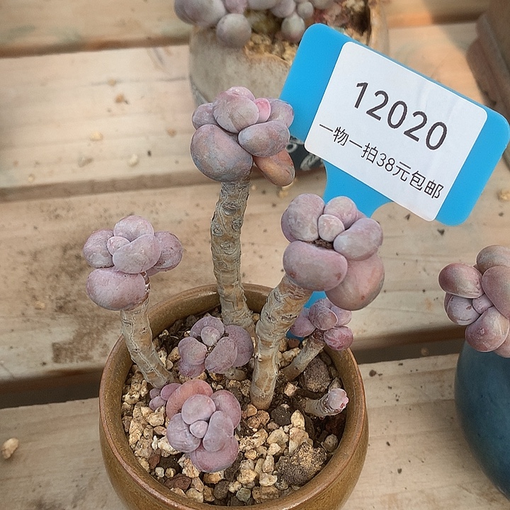 胭脂精品多肉腰子桃蛋