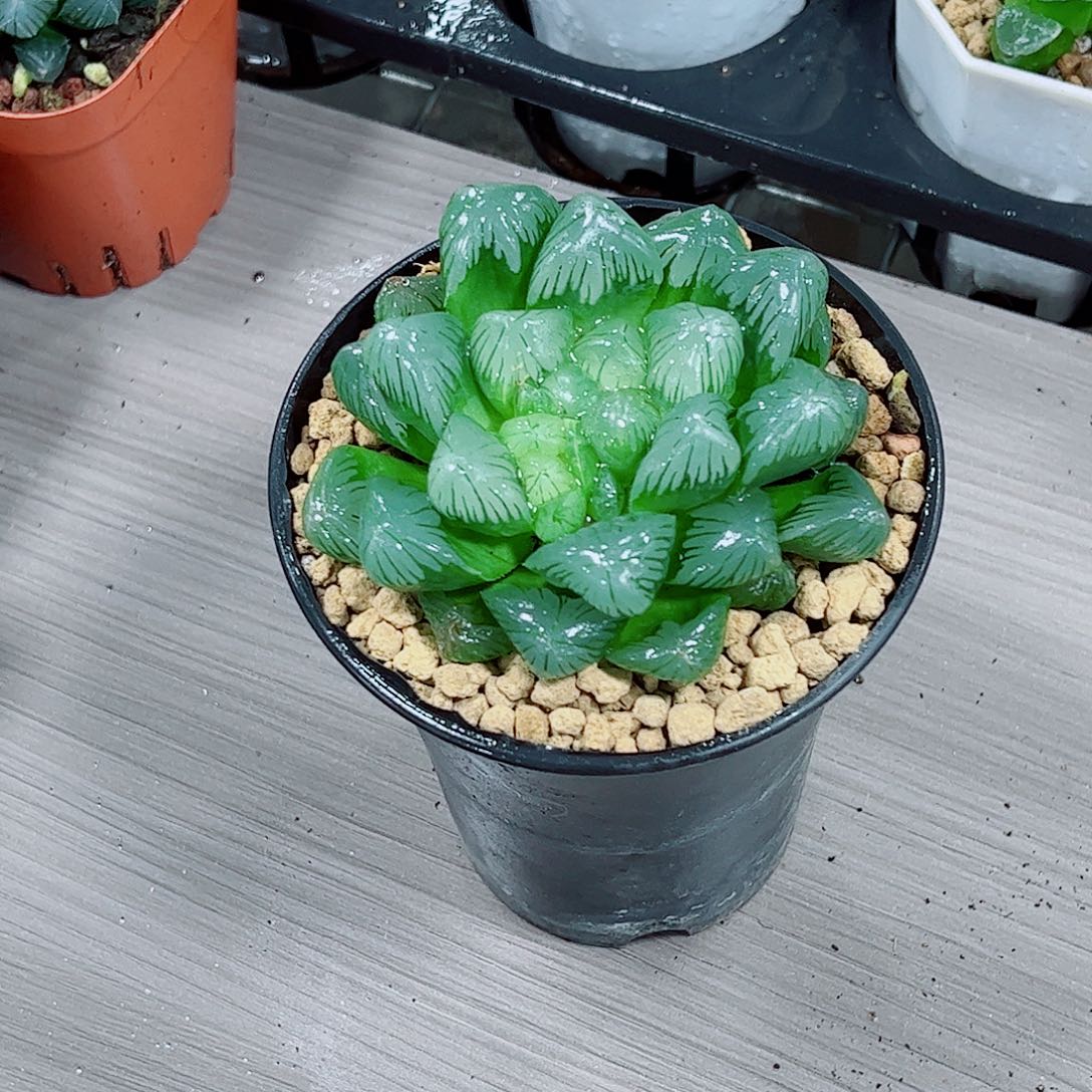 翡翠玉露一勿一拍