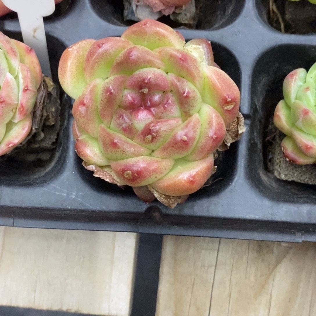 精品多肉一物一拍不包整249