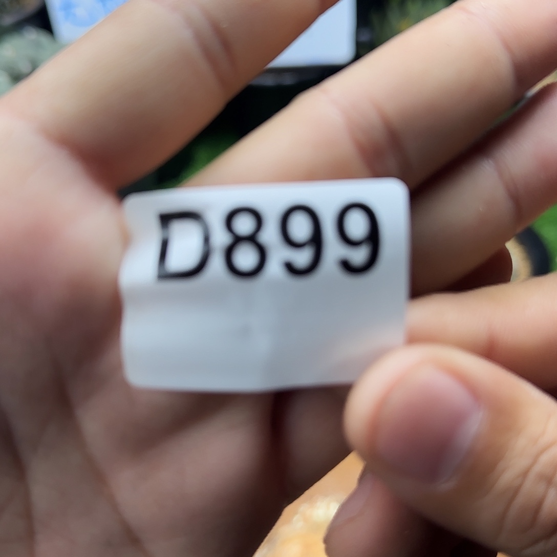 光琳推荐仙人球实生