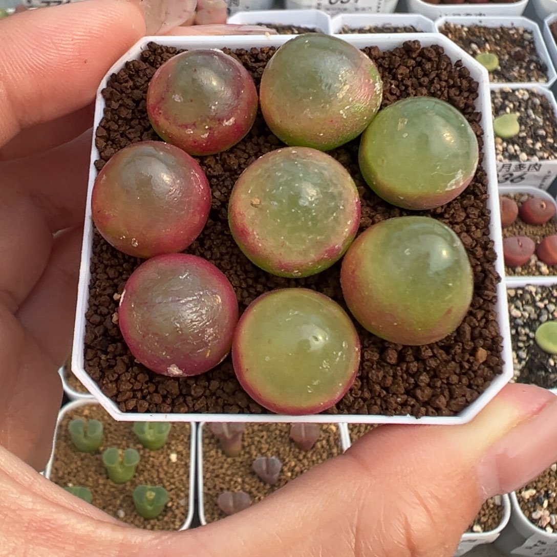 057八颗灯泡裸根发货