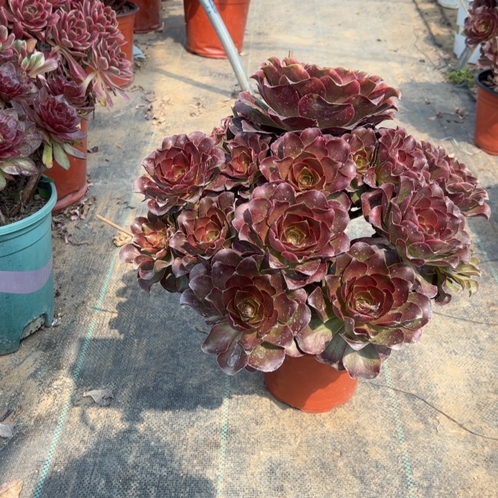 172魅金多肉多肉多肉