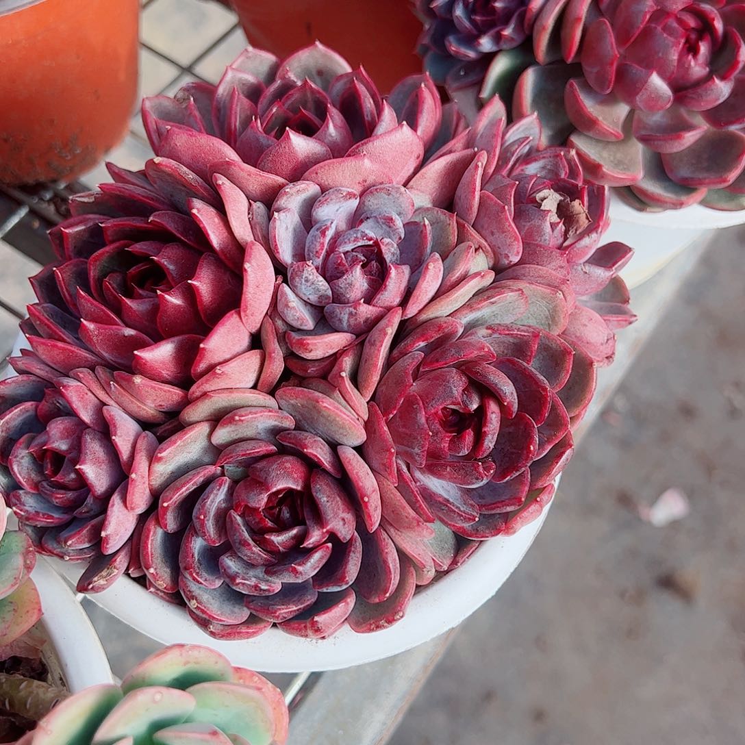 溜溜球多头群生精品特价