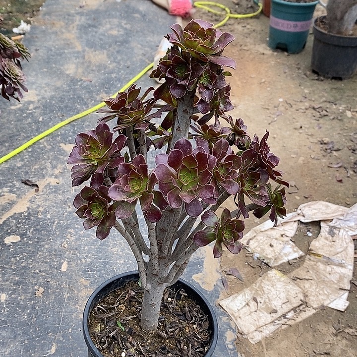 黑法2多肉植物法师法师