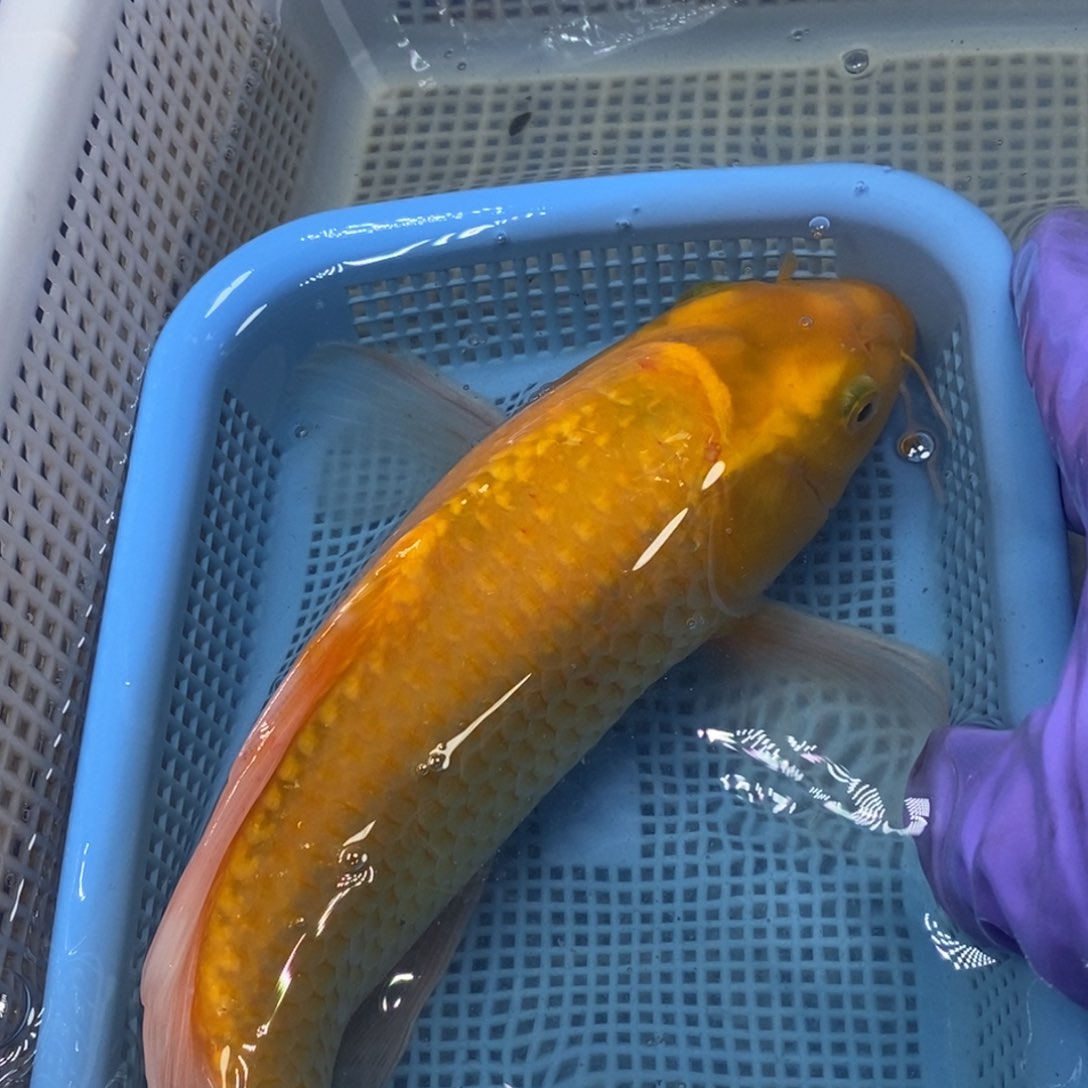 锦鲤冷水锦鲤包邮 ！