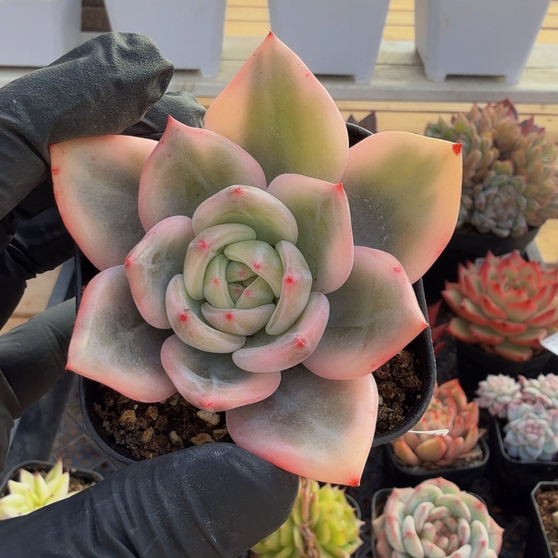 1210-90伊丽莎白锦