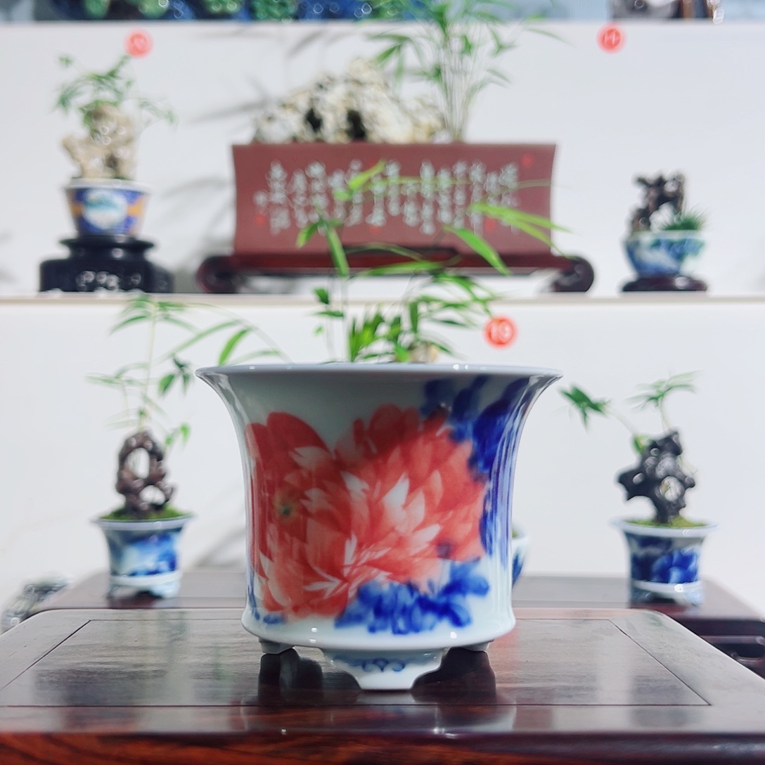 丫***丫无花朵盆景，凤尾竹，玲珑石