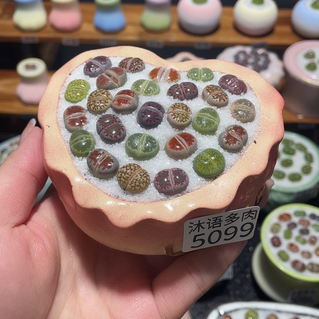 带盆土植物 一物一拍5099