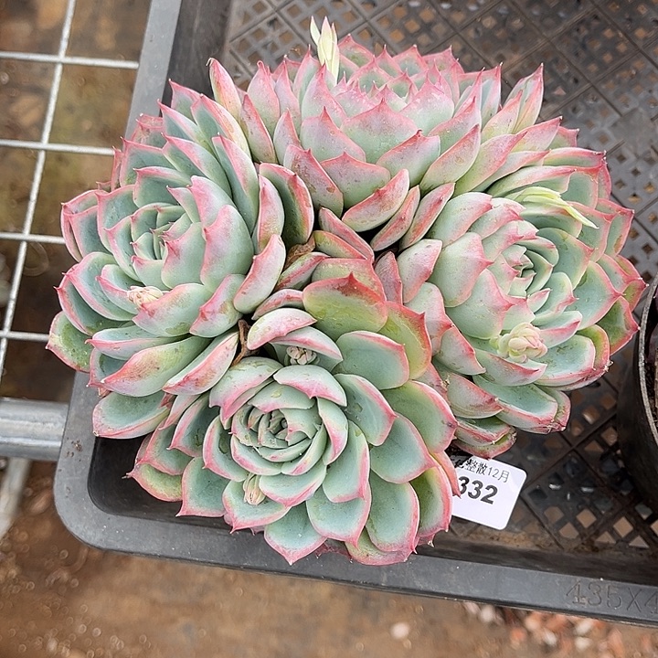 阿阿雅园艺。  2332侧影