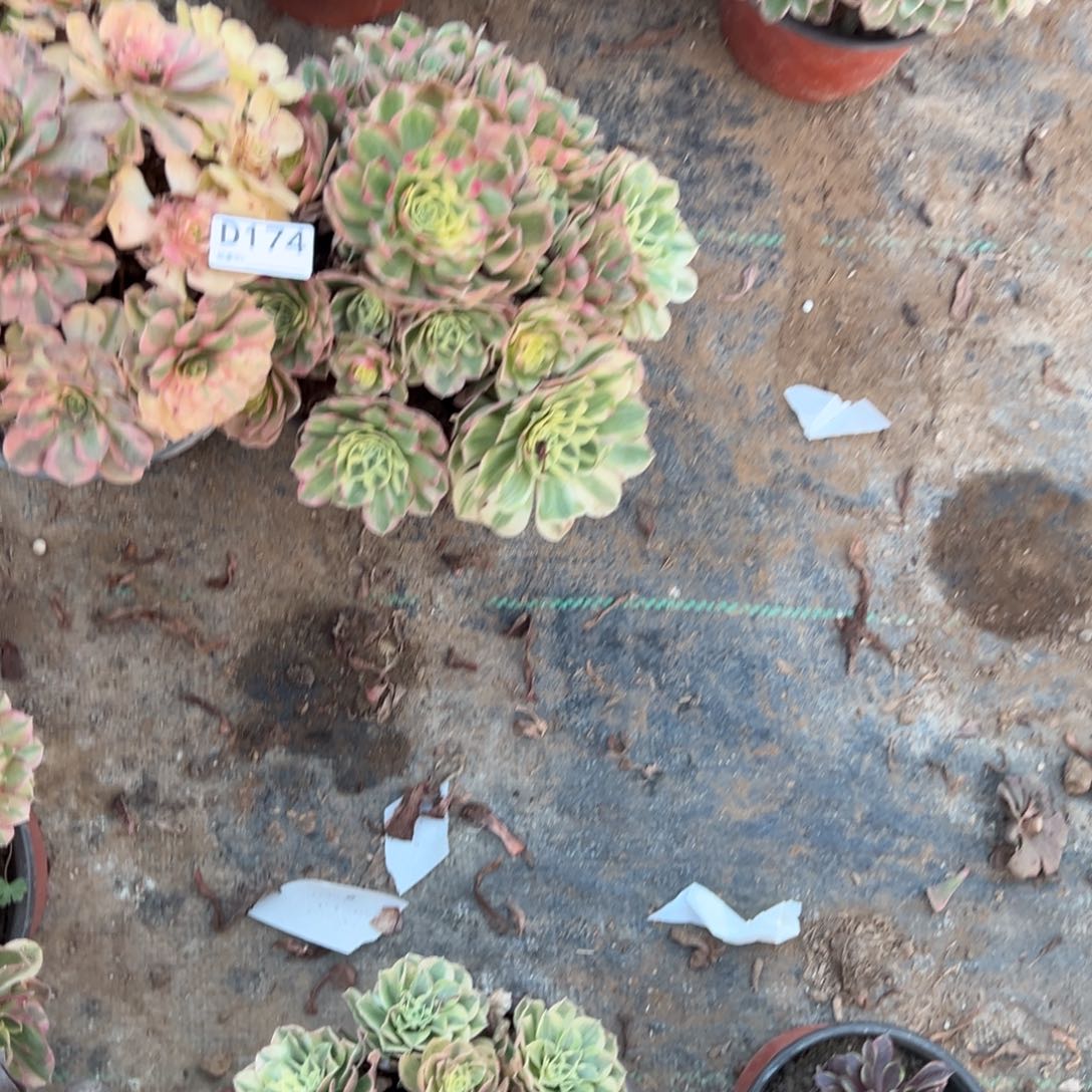 174两颗组合多肉植物