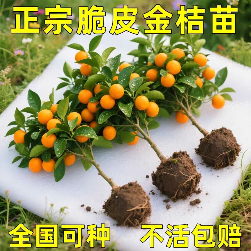 蜜糖金桔树带果庭院地栽橘子树大树阳台盆栽嫁接桔子树苗当年结果