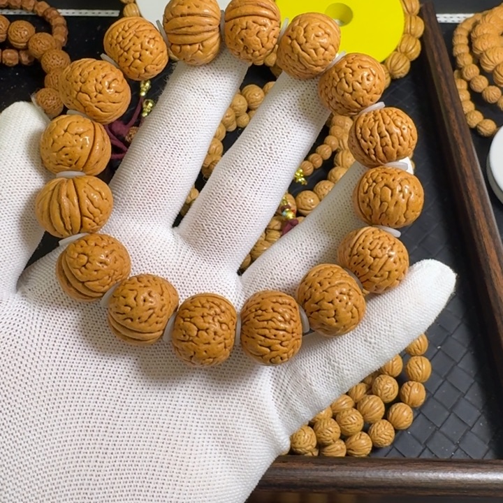 1号20.5尺寸金鱼肚