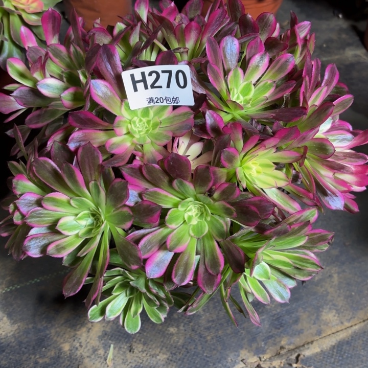 瑞妈，，。。。。。270天河，