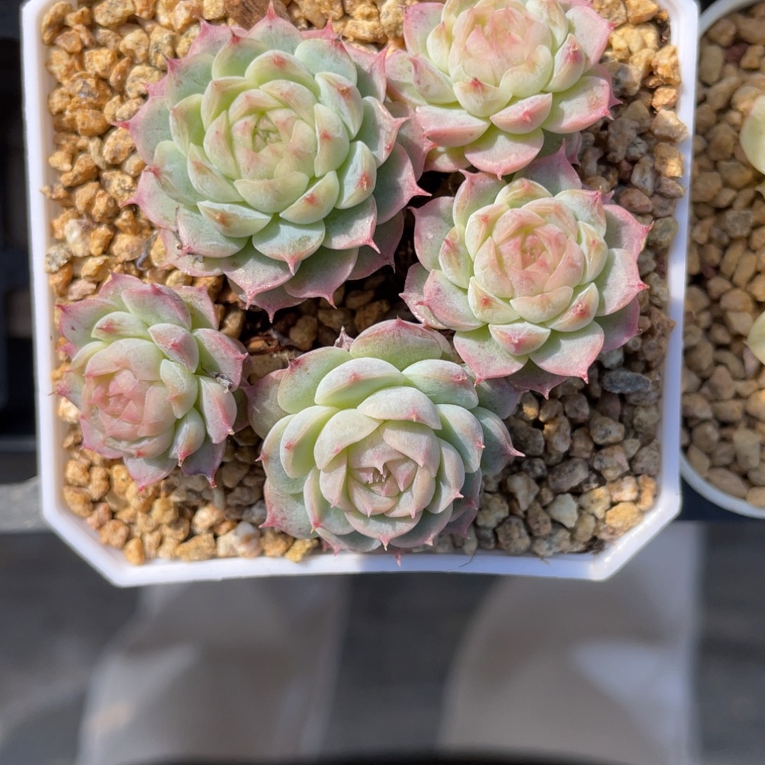 优选飘枝珍妮多肉1915