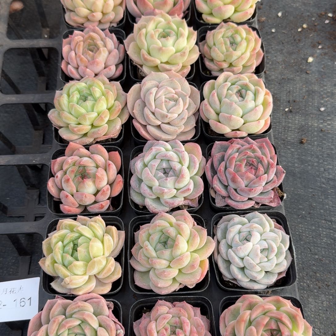 多肉杂交一物一拍12-161