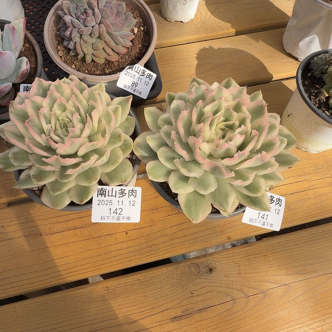 好***y紫蝴蝶锦111111112-141-142