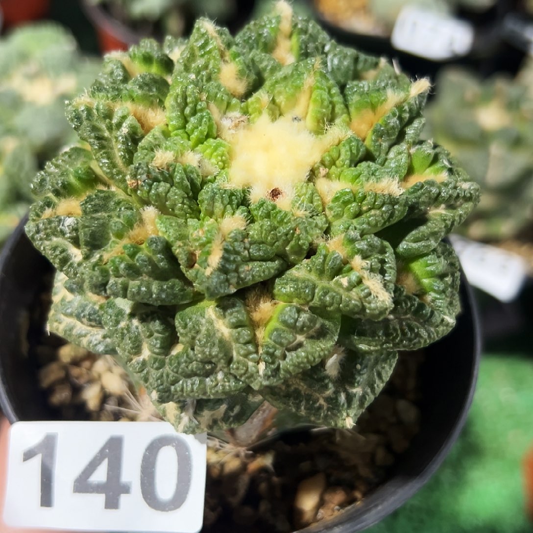 无花朵福利龟甲牡丹140