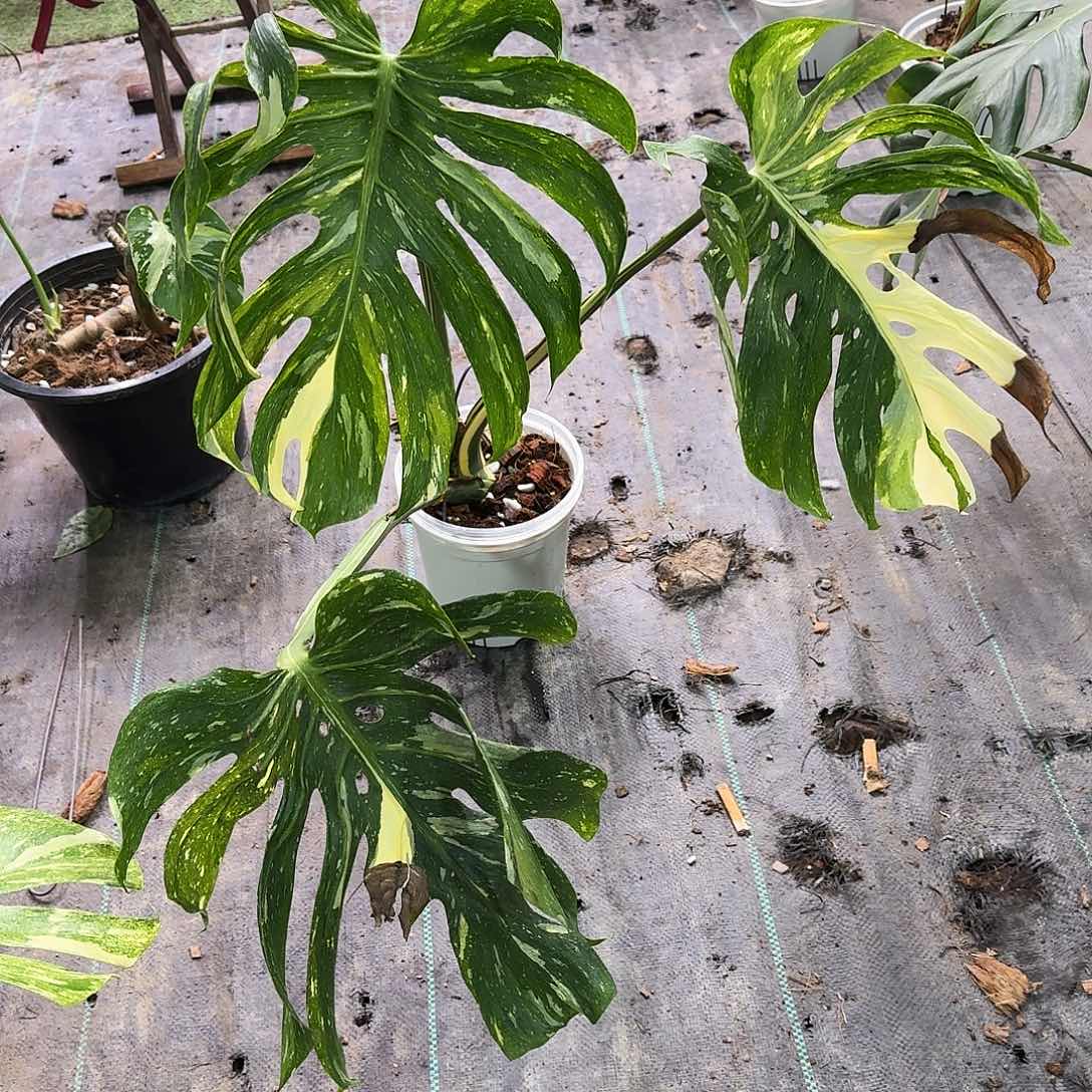 不***鸡不开花植物美杜莎L8