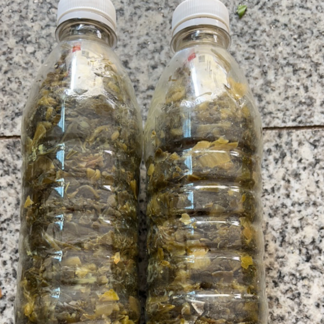 赣南农家新鲜大头菜腌酸菜
