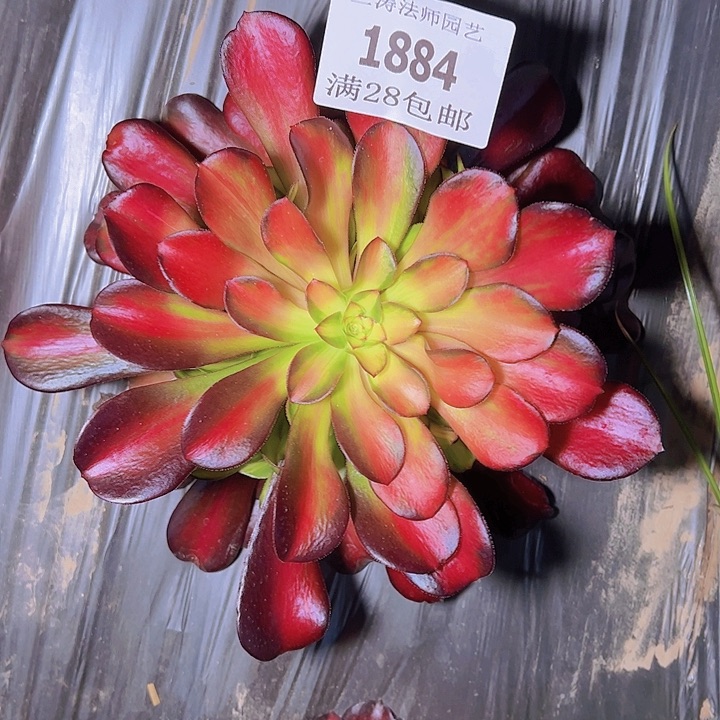 1884红日多肉植物2号