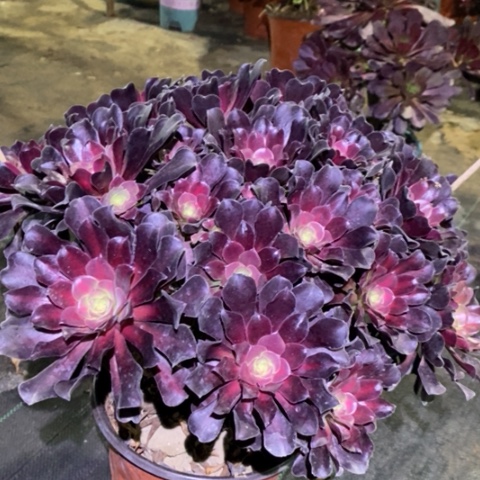 花纳多肉植物022
