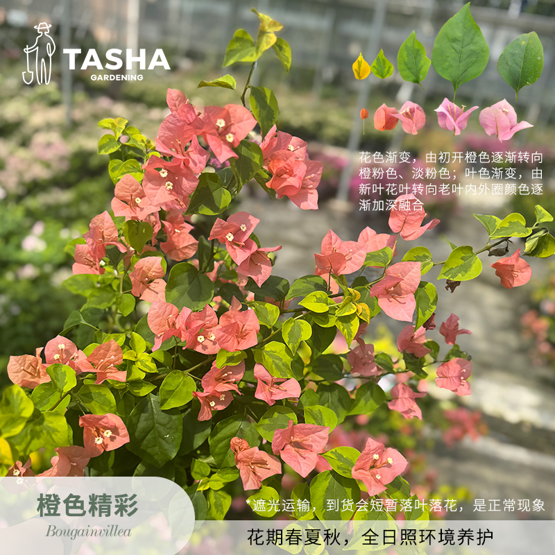 塔莎的花园三角梅【橙色精彩】阳台庭院苗盆栽 花卉开花植物花