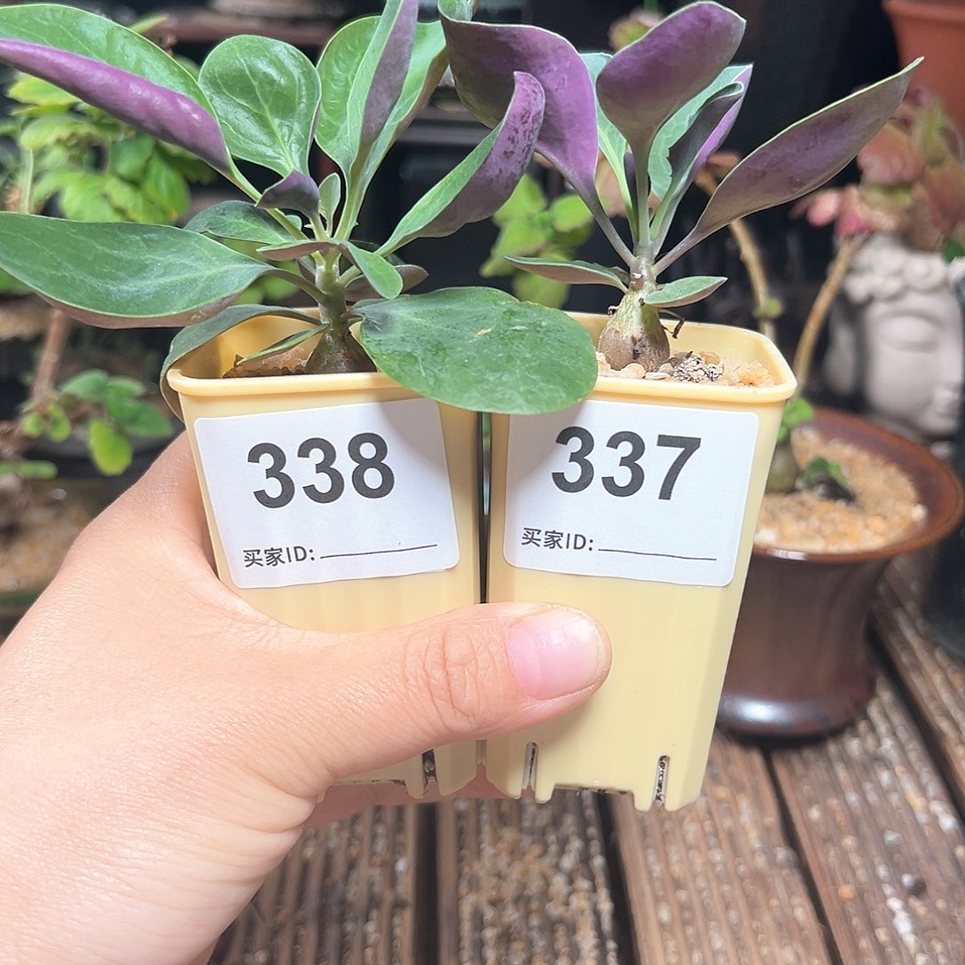 美尻厚敦菊带盆包邮任选一个