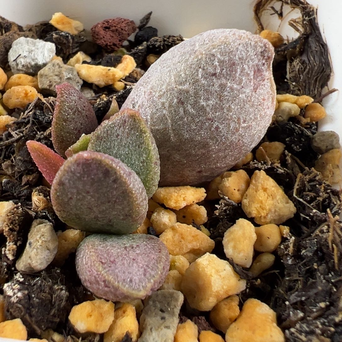 银波彩虹大苗多肉植物