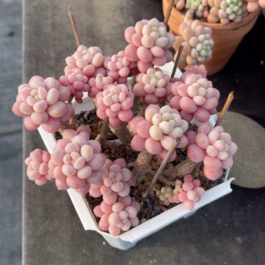 鱼子酱 十三公分 带土