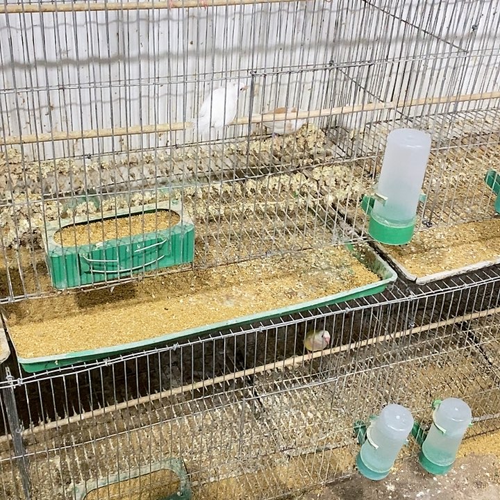 铁***窝珍珠鸟白文母鸟两只包活到家收到货拍开箱视频