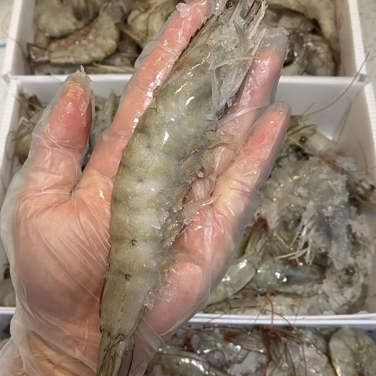 【新春福利】王牌大虾3斤装