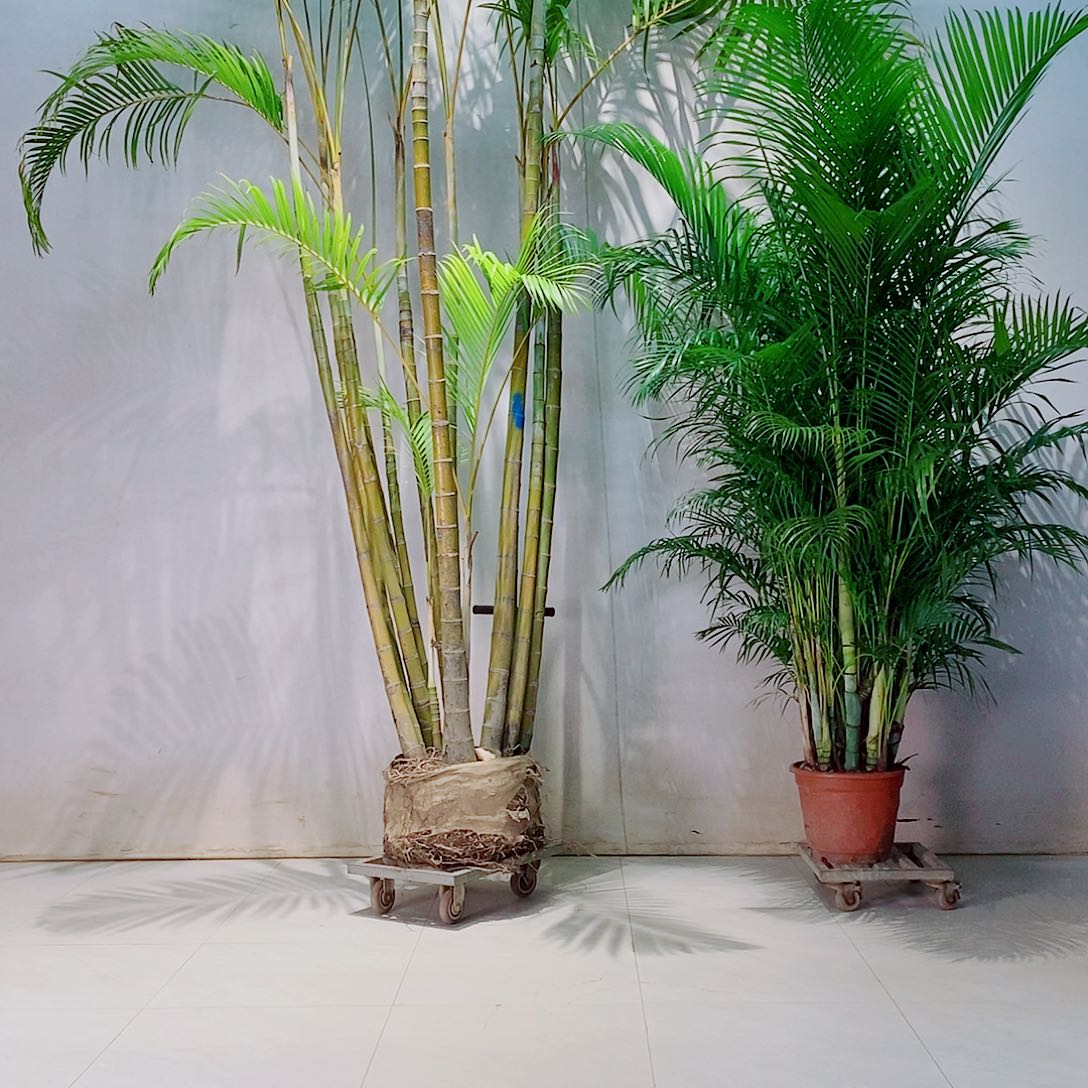 完全开放z**o6765677875