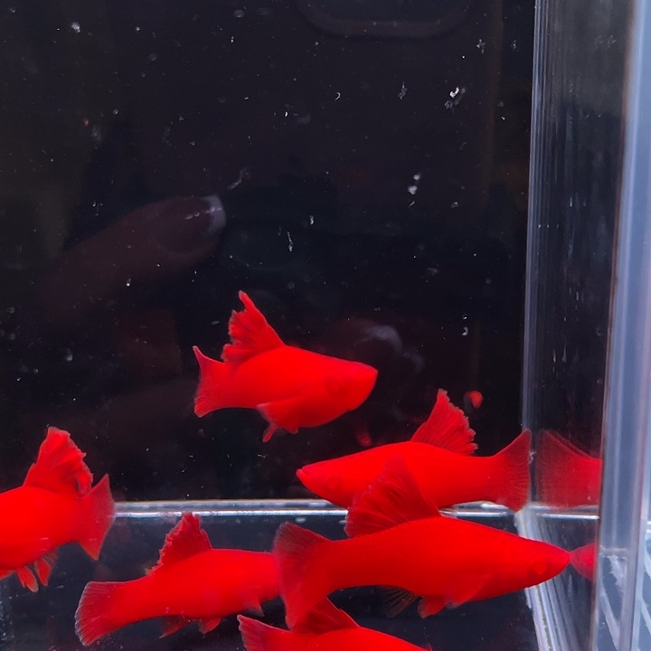 孔雀鱼高稽红箭鱼苗6条