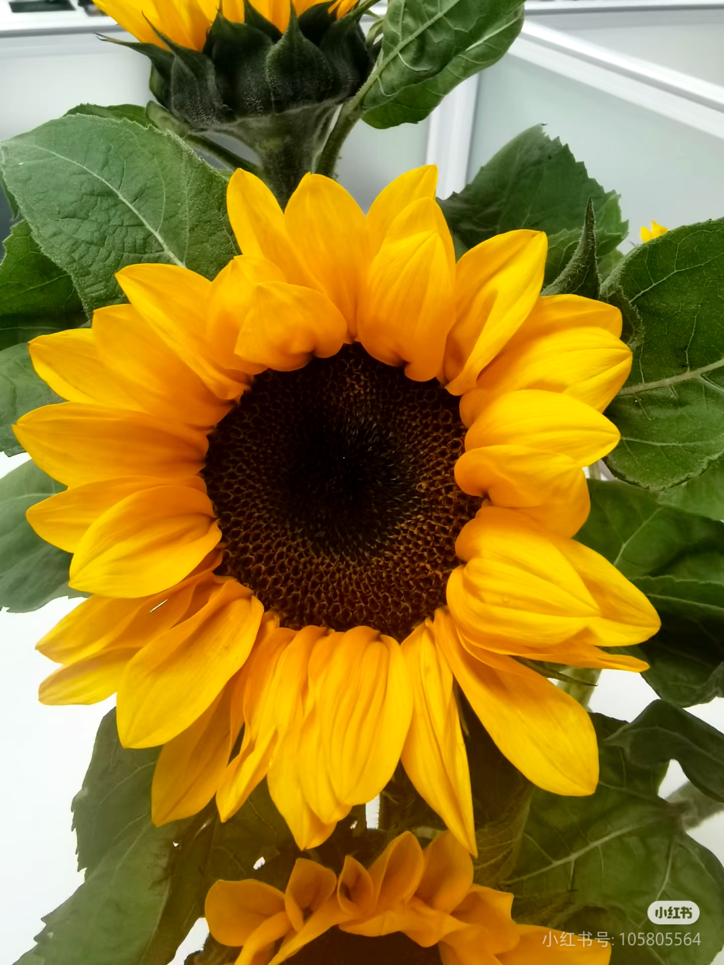 向日葵3枝（家居瓶插花）