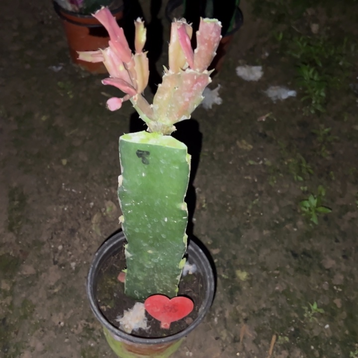 夕****当前无花栽培后可以开花冒险535