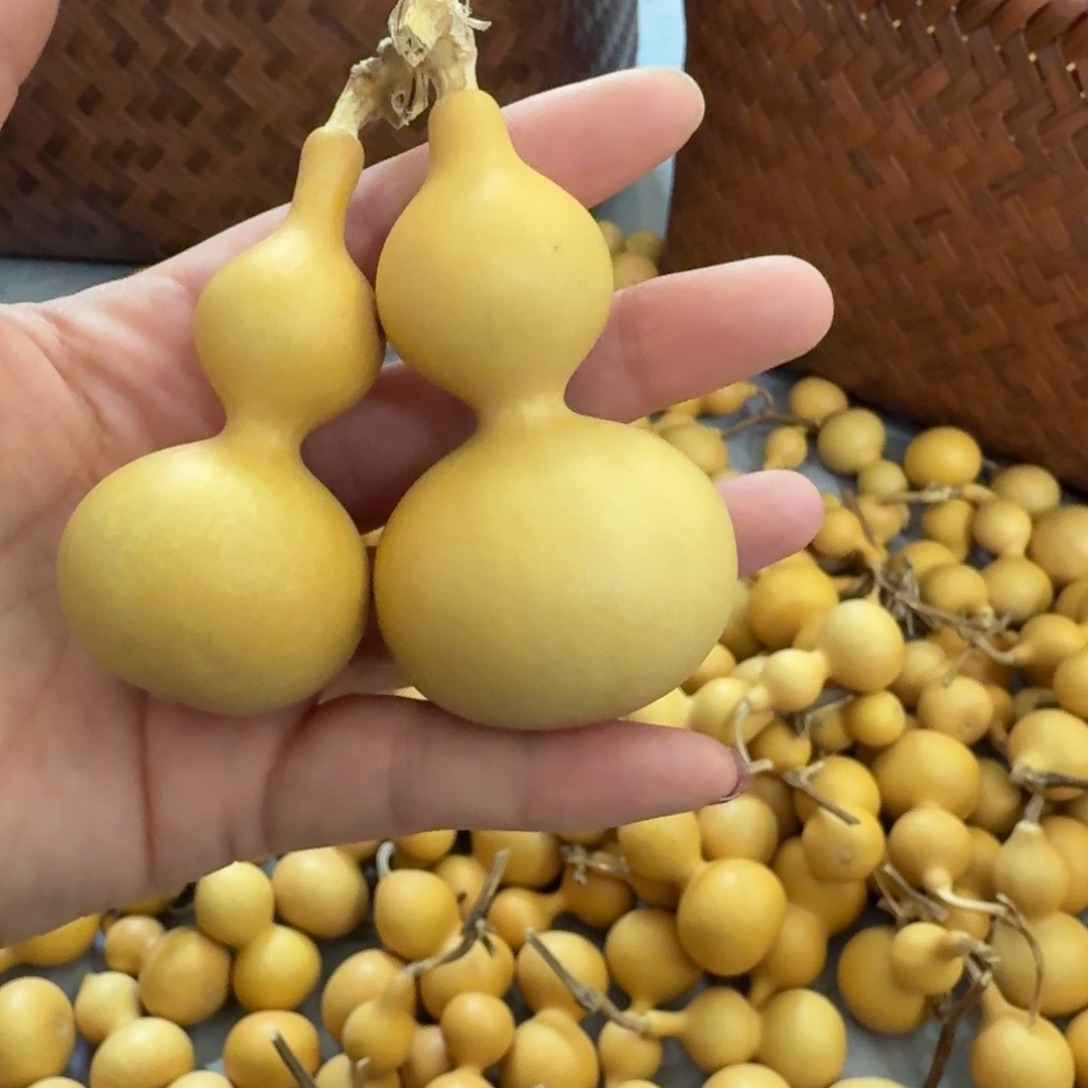 龙*扬发发发发发发发发发