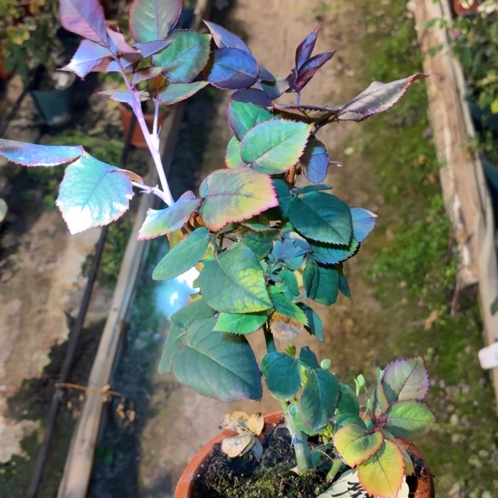 无花朵摩多扦插苗