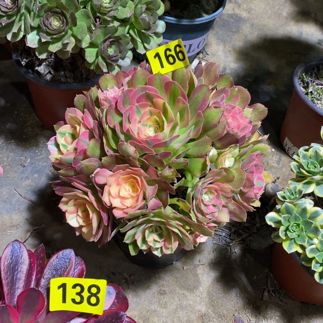  香妃多肉法师168