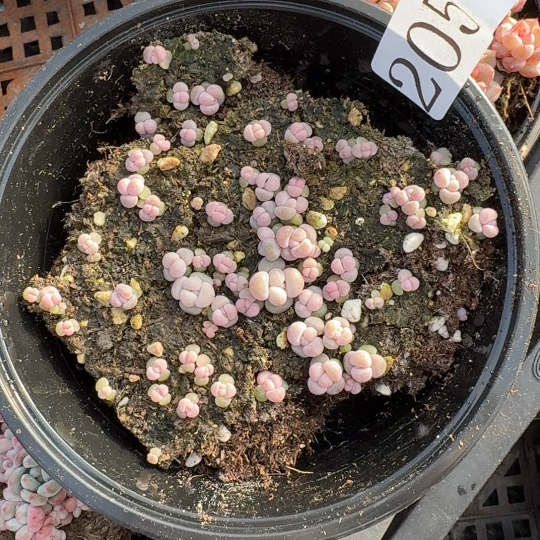 多肉植物多肉植物205