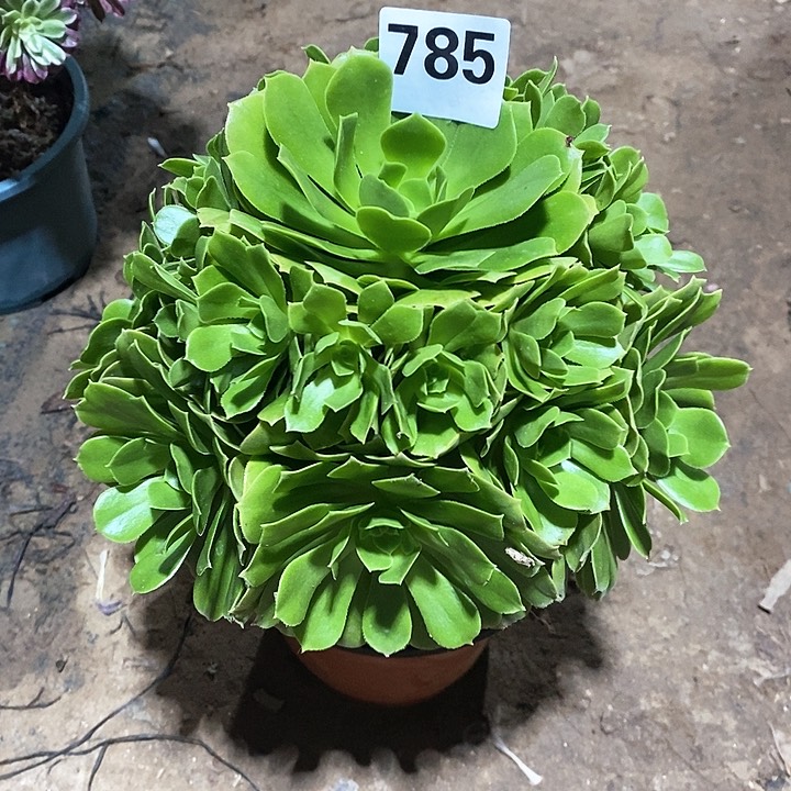 法师植物一物一拍785