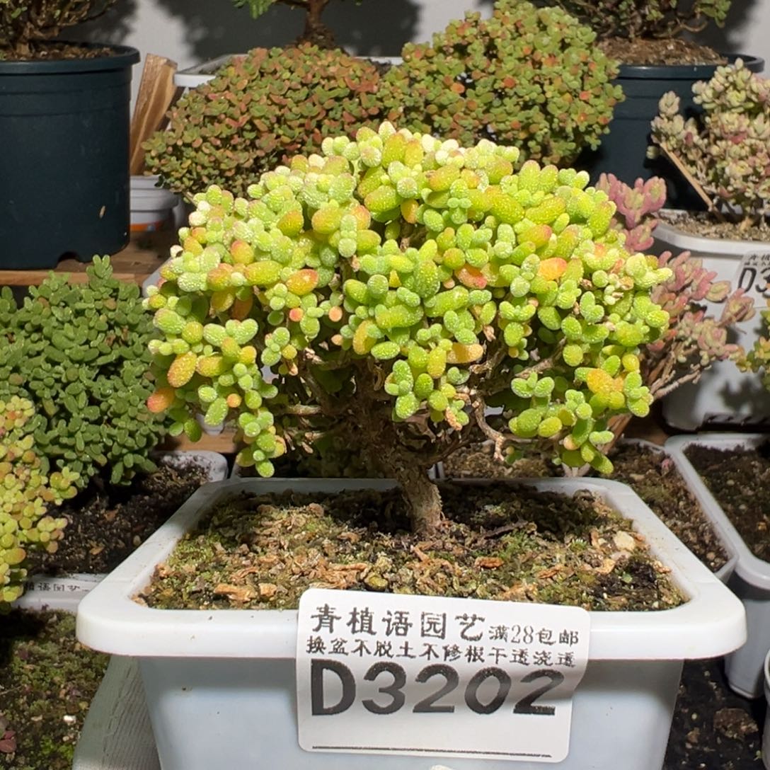 d3202金桔糖球枝干