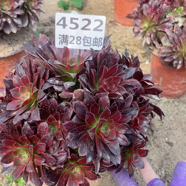 4522二号棚多肉植物A