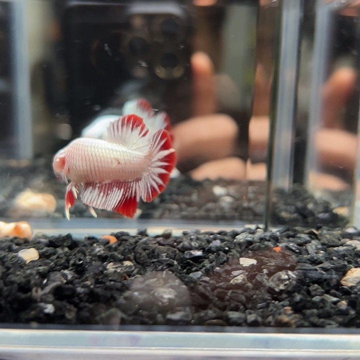 斗鱼跑单拉黑10日92