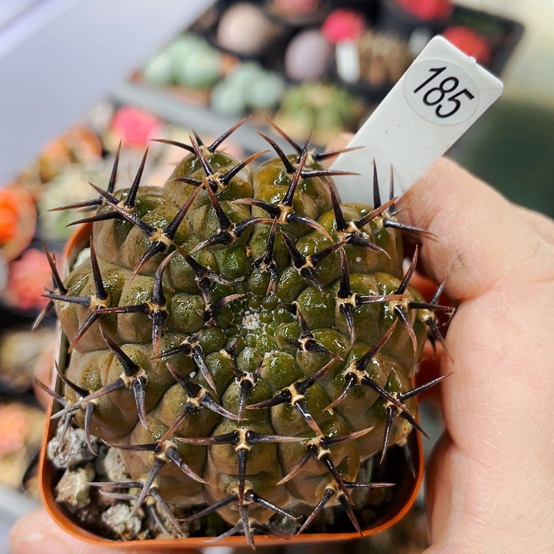 非偏远地区满25包邮仙人球